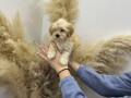 maltipoo-small-3