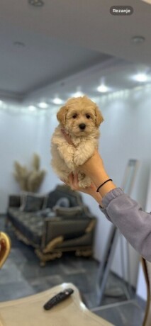 maltipoo-big-2