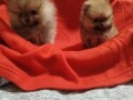 pomeranski-spic-small-3