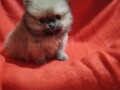 pomeranski-spic-small-0