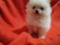 pomeranski-spic-small-2