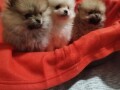 pomeranski-spic-small-4