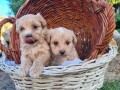 maltipoo-stenci-small-1