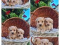 maltipoo-stenci-small-4