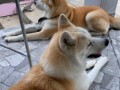 japanska-akita-inu-small-3