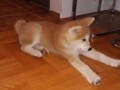 japanska-akita-inu-small-0