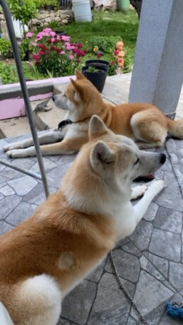 japanska-akita-inu-big-3