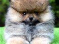 pomeranac-boo-muzjaci-small-0