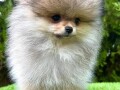 pomeranac-boo-muzjaci-small-2