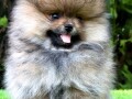 pomeranac-boo-muzjaci-small-1