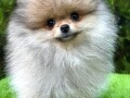 pomeranac-boo-muzjaci-small-3