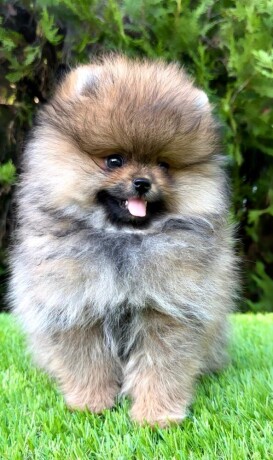 pomeranac-boo-muzjaci-big-1