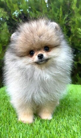 pomeranac-boo-muzjaci-big-3