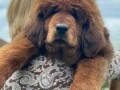 tibetski-mastif-stenci-na-prodaju-small-3