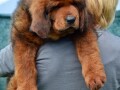 tibetski-mastif-stenci-na-prodaju-small-2