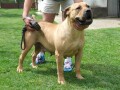 boerboel-juznoafricki-mastif-stenci-small-1