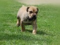 boerboel-juznoafricki-mastif-stenci-small-0