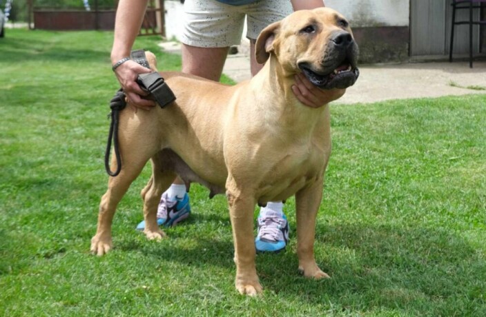 boerboel-juznoafricki-mastif-stenci-big-1