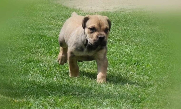 boerboel-juznoafricki-mastif-stenci-big-0