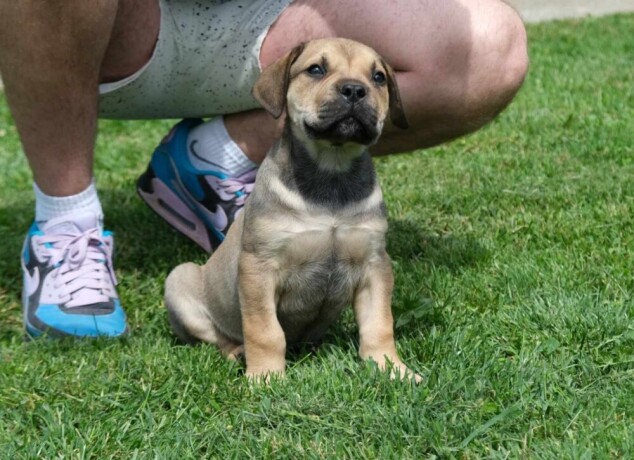 boerboel-juznoafricki-mastif-stenci-big-3