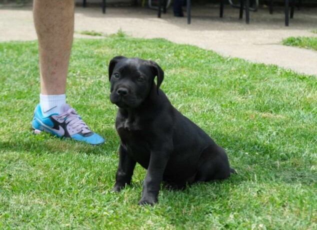 boerboel-juznoafricki-mastif-stenci-big-4