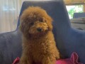 toj-pudla-toy-poodle-small-3