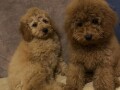 toj-pudla-toy-poodle-small-4