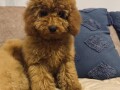 toj-pudla-toy-poodle-small-0