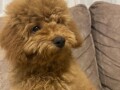 toj-pudla-toy-poodle-small-1