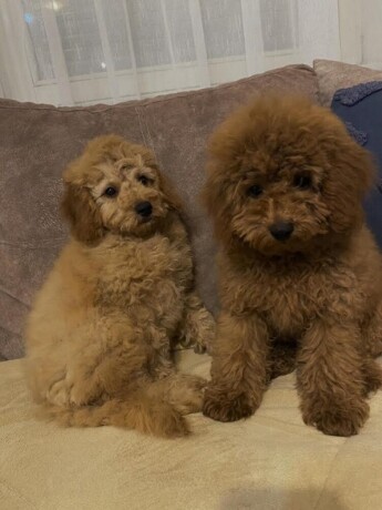 toj-pudla-toy-poodle-big-4