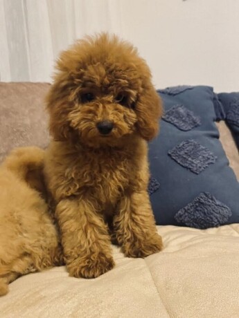 toj-pudla-toy-poodle-big-0