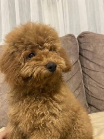 toj-pudla-toy-poodle-big-1