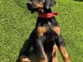 doberman-stenci-small-1