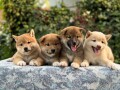 shiba-inu-stenci-small-1