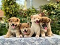 shiba-inu-stenci-small-2