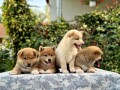 shiba-inu-stenci-small-3