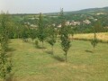 poljoprivredno-zemljiste-vocnjak-15-ari-selo-jazak-small-0