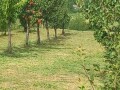 poljoprivredno-zemljiste-vocnjak-15-ari-selo-jazak-small-1