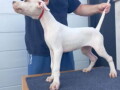 na-prodaju-stenci-dogo-argentino-small-2