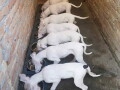 na-prodaju-stenci-dogo-argentino-small-0