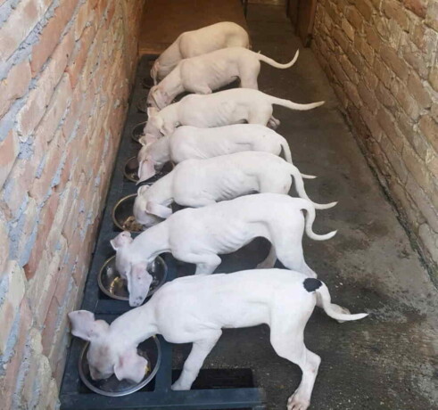 na-prodaju-stenci-dogo-argentino-big-0