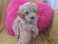 prelepi-stenci-maltipoo-spremni-su-za-preuzimanje-small-1