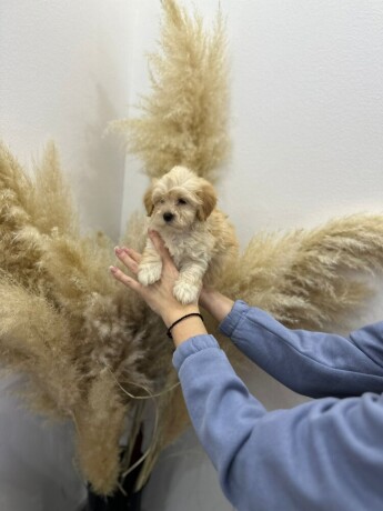 maltipoo-vrhinske-genetike-big-4