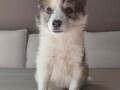 border-koli-collie-stenci-small-3