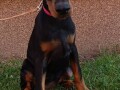 stenci-dobermana-small-2