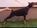 stenci-dobermana-small-1