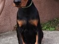 stenci-dobermana-small-4