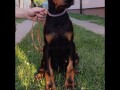 stenci-dobermana-small-3