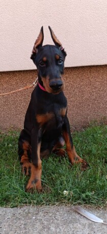 stenci-dobermana-big-2