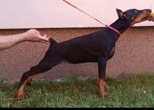 stenci-dobermana-big-1